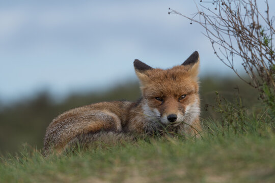 Red fox is relaxing in the grass, photographed in the dunes of the Netherlands.