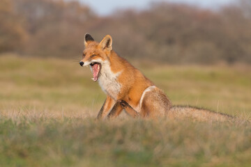 Naklejka na ściany i meble A tired fox. Red fox (vulpes vulpes) with sunset, photographed in the dunes of the netherlands.
