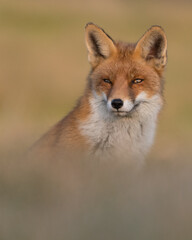 Red fox (vulpes vulpes) with sunset, photographed in the dunes of the netherlands.