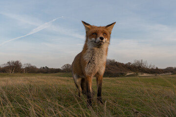 Red fox (vulpes vulpes) with sunset, photographed in the dunes of the netherlands.