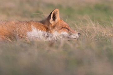A tired fox. Red fox (vulpes vulpes) with sunset, photographed in the dunes of the netherlands.