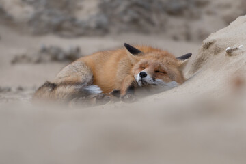Time for a nap! This fox lay down to take a nap. Sleeping fox in the dunes of the Netherlands.