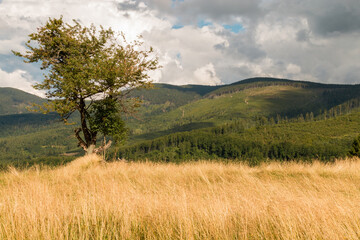 landscape with trees
