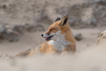 Fototapeta premium Red fox is relaxing on a sand hill, photographed in the dunes of the Netherlands.