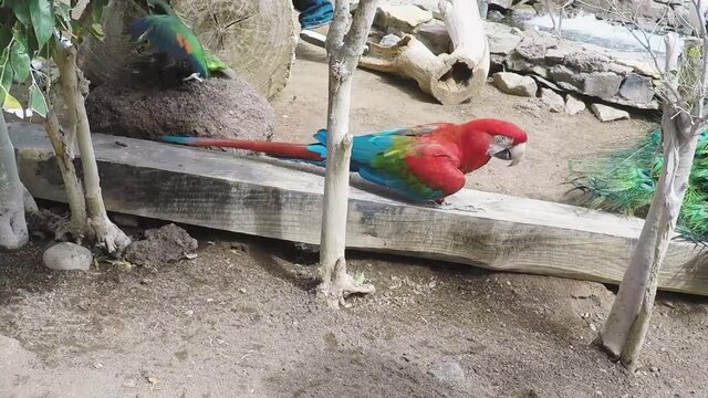 Red parrot walks in the park