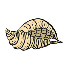 colorful seashell illustration. animated nautical animal in vector graphic for creative design. aquatic object animation isolated on white background.