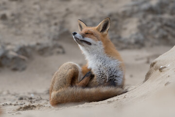 Zen red fox is relaxing on a sand hill, photographed in the dunes of the Netherlands.