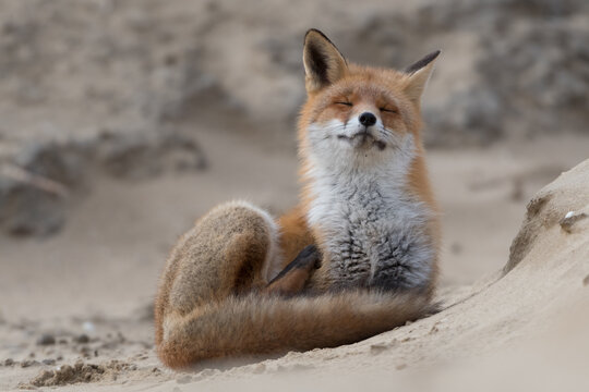 Zen red fox is relaxing on a sand hill, photographed in the dunes of the Netherlands.