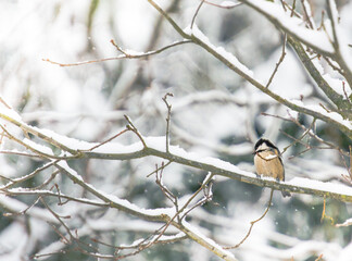 Wintervogel