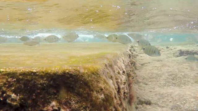 Group of fish swimming underwater