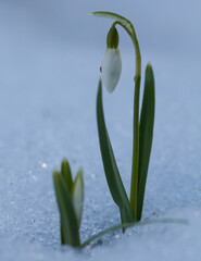 Snowdrop in the snow