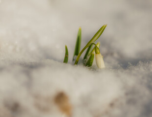 Snowdrop in the snow
