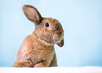 A cute brown Lop eared rabbit holding one ear up and one ear down
