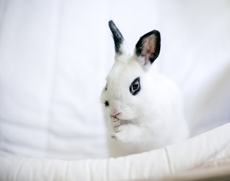 A cute black and white Dwarf rabbit grooming itself and washing its face