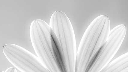 Pétalos de margarita blanco y negro © Antonio Blanca