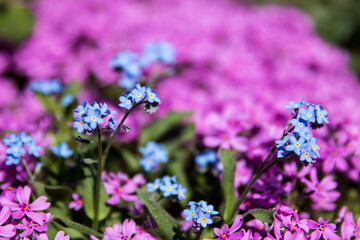 Obraz premium blue flowers in the garden, 