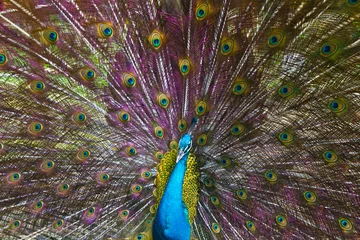 Fotobehang Colorful peacock with full display in beautiful colors © vladimir