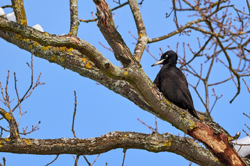 Black Woodpecker using its bill to dig for insects in a tree. (Dryocopus martius) Black Woodpecker female feeding	
