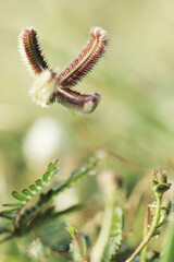 grass flowers with blured background, selected focus on the beach