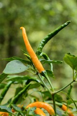 Shrub with yellow chili peppers.