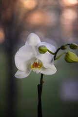 Beautiful white orchid flower in bloom