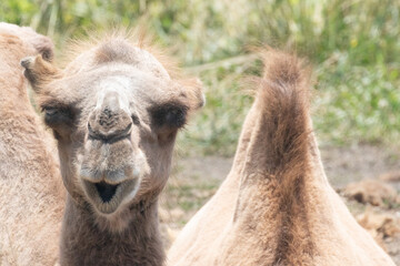Camel in desert brown in color