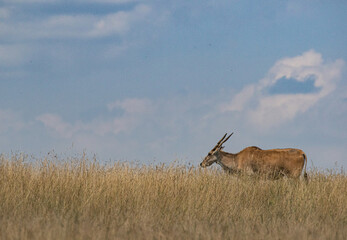 Antelope on hill in meadow with blue sky's