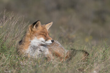 Red fox is relaxing in the grass, photographed in the dunes of the Netherlands.