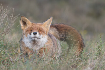 Red fox is relaxing in the grass, photographed in the dunes of the Netherlands.