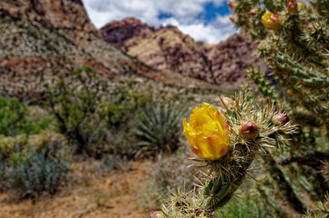 The bright colors of the mountain rocks stand out against the blue sky, white clouds and green of the desert plants here at Red Rock Canyon in Las Vegas NV. Cactus Blooming in Desert.