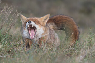 Red fox yawns after taking a nap, fox is relaxing in the grass, photographed in the dunes of the Netherlands.