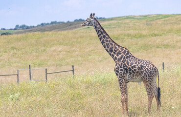 Giraffe on the range with blue sky's and long neck
