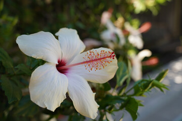 White and red flower