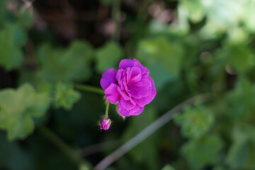 purple flower