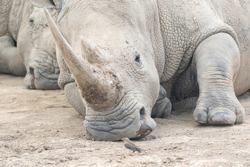 Rhinoceros with horns large animals