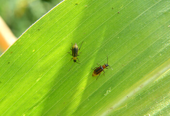 On the plant Western corn beetle