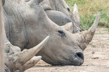 Rhinoceros with horns large animals