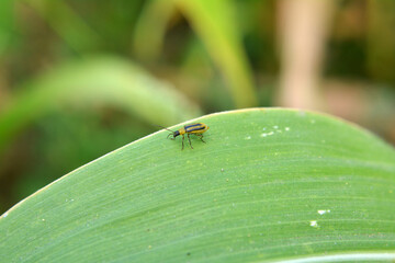 On the plant Western corn beetle