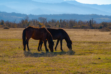 Fototapeta na wymiar horses in the field in clear sunny weather