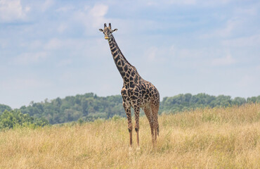 Giraffe on the range with blue sky's and long neck