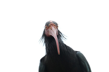 Ibis Portrait