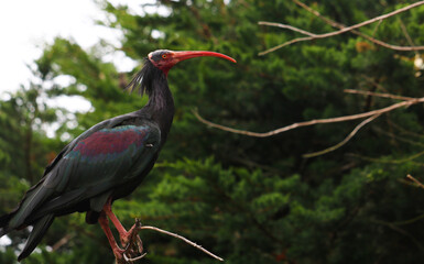 Fototapeta premium Colorful Ibis sitting on a branch