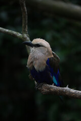Stunning white and blue bird sitting on a branch