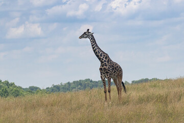 Giraffe on the range with blue sky's and long neck