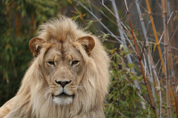 Powerful looking lion 