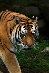 Majestic Bengal Tiger