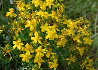 In the wild bloom hypericum perforatum