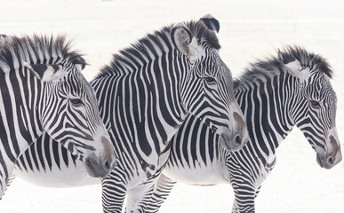 Fototapeta na wymiar Zebra stripes black and white African animal