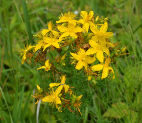 In the wild bloom hypericum perforatum