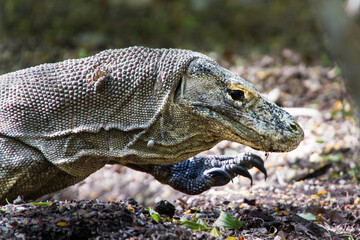 Komodo dragon biggest lizard on earth holding up its reptile head. The side view of dragon walking, Nusa Tenggara, Flores Indonesia
